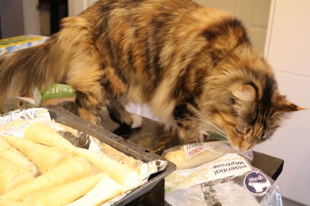 Parnsips are fun for cats ... apparently