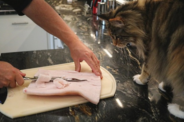 The cats get interested in the food prep