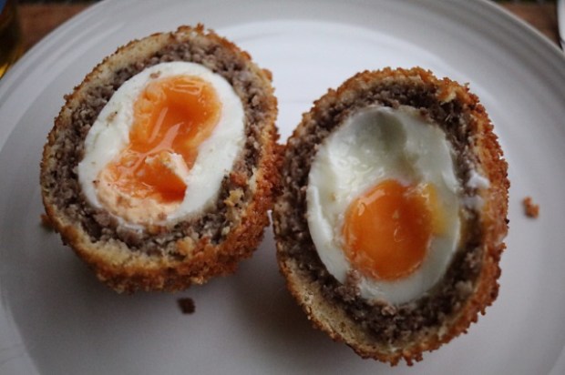 Scotch egg with double runny yolk ready to eat ... one yolk fell out