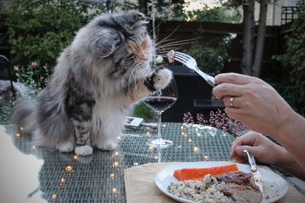 Our cat taking some duck breast