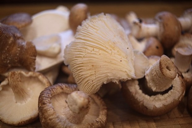 Selection of mushrooms used in making the risotto