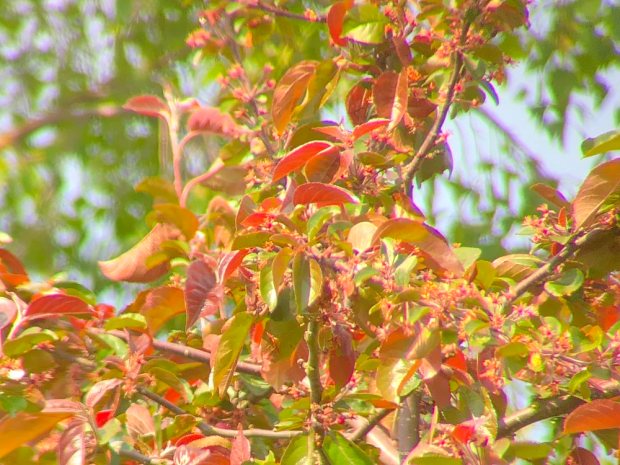 Foliage at a distance (22x optical, 3x digital)