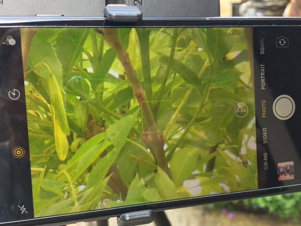 Zoomed in on a twig (22x optical, 6.3x digital)