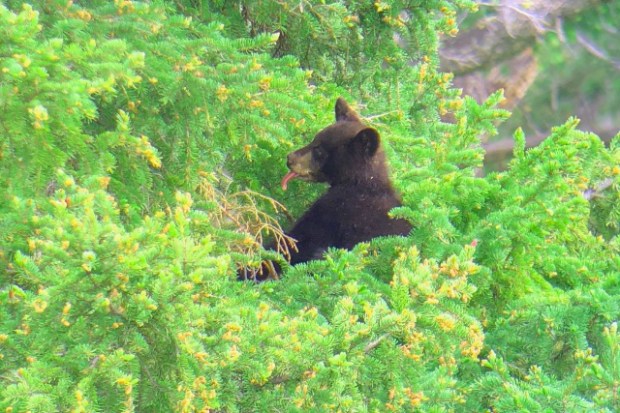 Black bear cub up a tree sticking it's tongue out, taken with iPhone 8 Plus